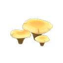 넓은 버섯