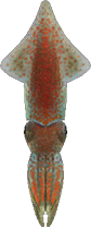 반딧불오징어