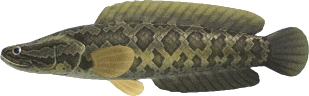 giant snakehead