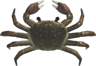 mitten crab