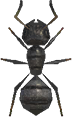 Ant