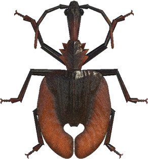 violin beetle