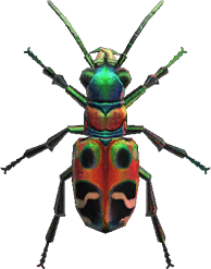 tiger beetle