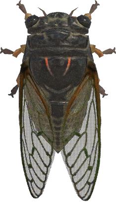giant cicada