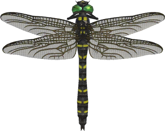 banded dragonfly