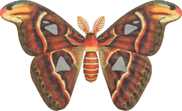 Atlas moth