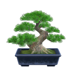 pine bonsai tree
