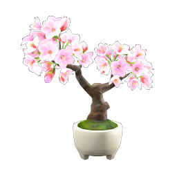 cherry-blossom bonsai