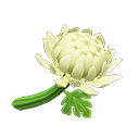 Secondary image of White mums
