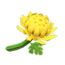 Secondary image of Gelbchrysantheme