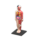 Animal Crossing New Horizons Anatomical Model Image