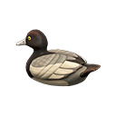 Image of variation Greater scaup