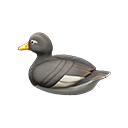 Image of variation Steamer duck