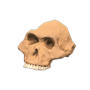 Image of Australopithecus