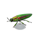 jewel beetle model
