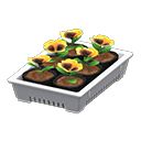 potted starter plants [White] (White/Yellow)