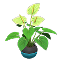 Main image of Anthurium plant