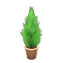 Main image of Cypress plant