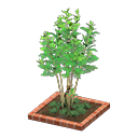 Image of variation Evergreen ash