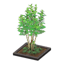 evergreen ash [Black] (Green/Black)