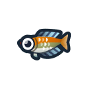 rainbowfish