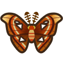 Image of Atlas moth
