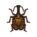 violin beetle