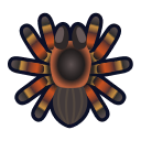 tarantula