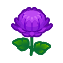 crisantemo_violeta