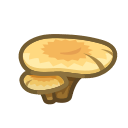 Image of Flat mushroom