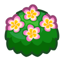 Main image of 핑크색 플루메리아나무