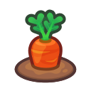 ripe_carrot_plant