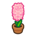 Image of Pink-hyacinth plant