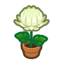 Image of White-mum plant