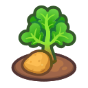 Image of 成熟的土豆