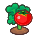 Image of 成熟的番茄