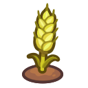 Image of 成熟的小麥