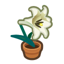 Image of White-lily plant