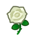 Image of Белая роза