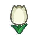 Image of White tulips